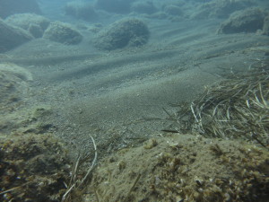 I sedimenti delle praterie di Posidonia oceanica - parte II di Paolo Colantoni