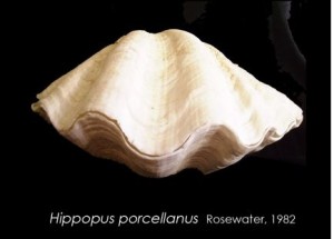 porcellanus