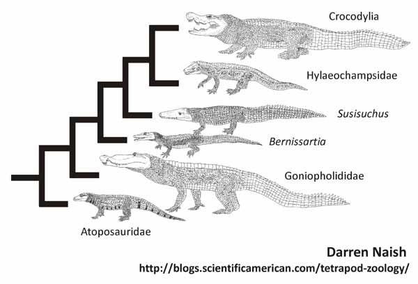 neosuchians-close-to-Crocodylia-cladogram-Darren-Naish-Tetrapod-Zoology-Sept-2012-600-px-tiny