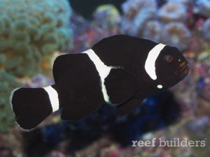 old-black-ocellaris-clownfish-3-1