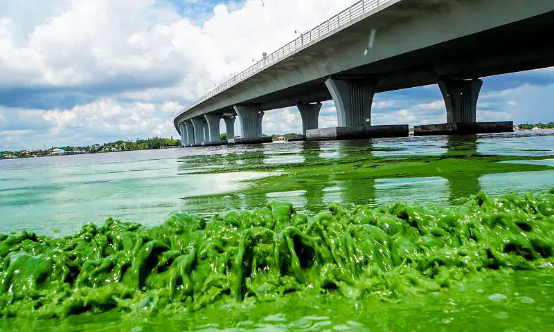Emergenza da eutrofizzazione in Florida: minacciate anche le spiagge