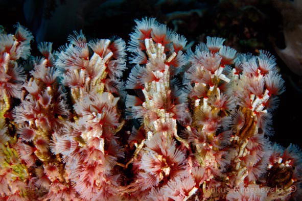 ihw-060-delicate-tube-worm-filogranella-elatensis