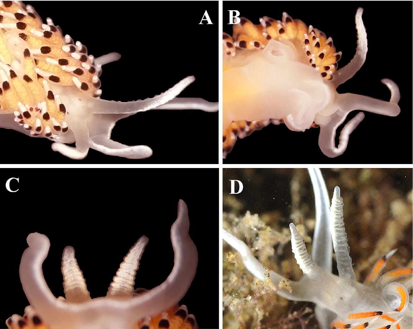Sympatric sibling species, the case of Caloria elegans and Facelina quatrefagesi (Gastropoda: Nudibranchia)