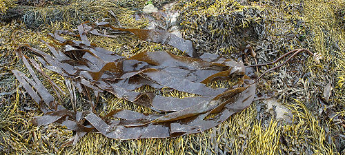 Laminaria rodriguezii, a Mediterranean deep-water kelp is in danger in the Adriatic Sea - part I
