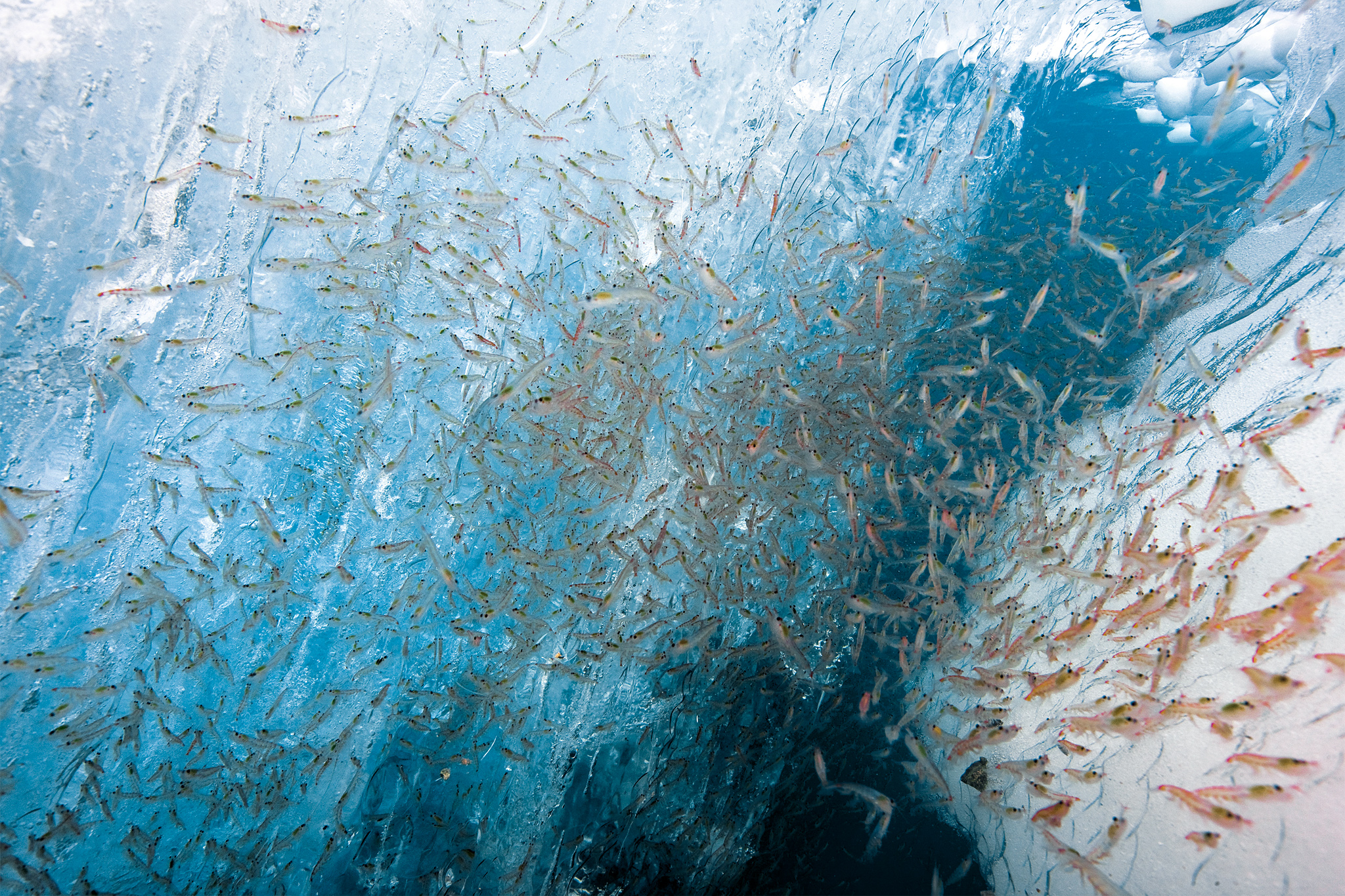 Krill feeds on phytoplankton that grows on the underside of sea ice.
