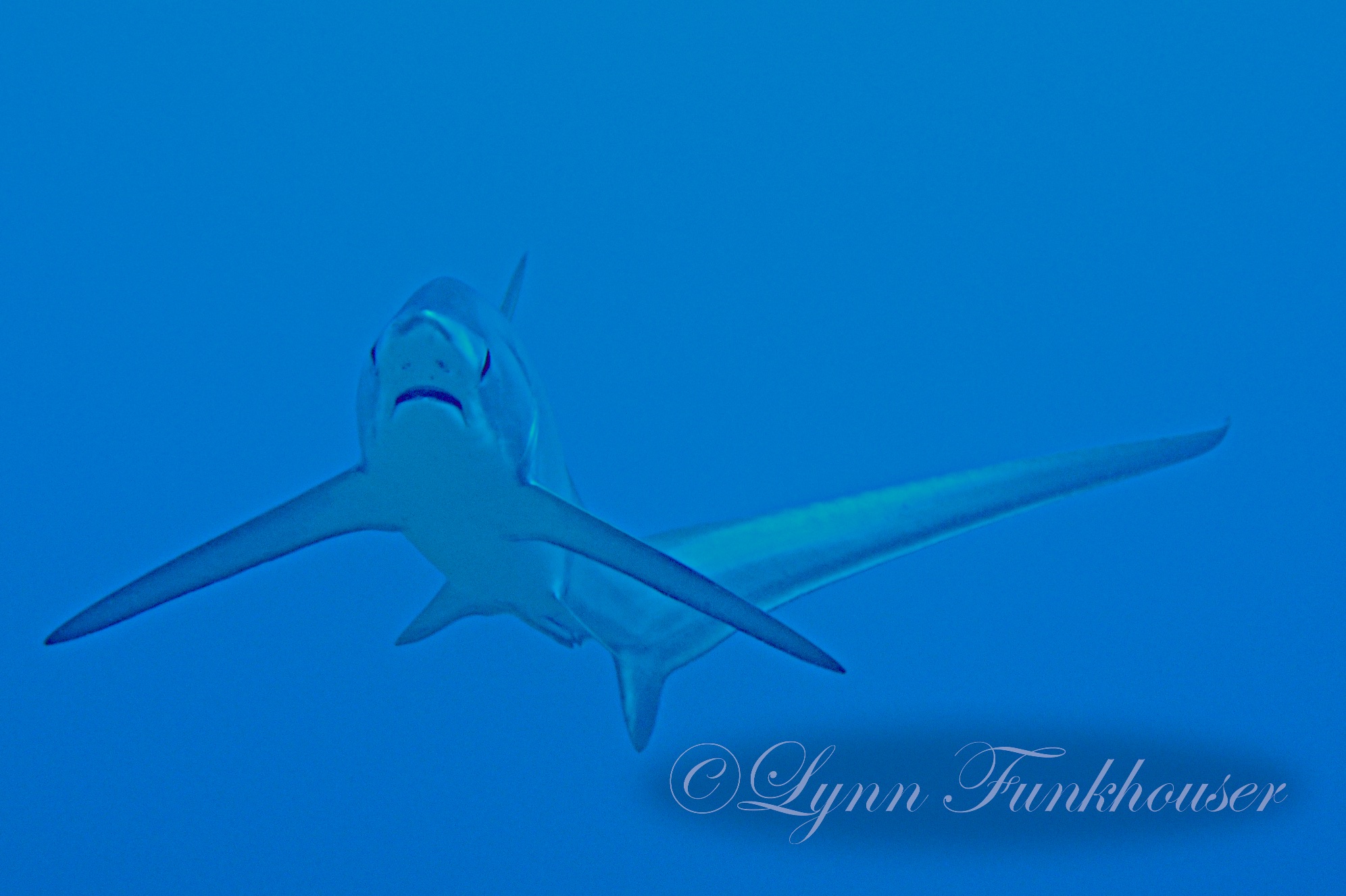Oceanic Thresher Shark 069