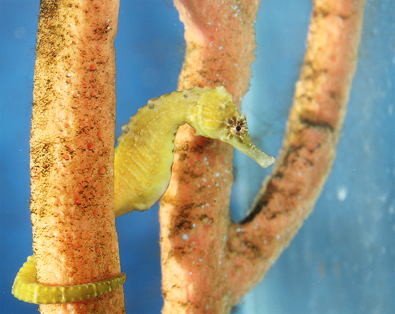 Hippocampus-trimaculatus-Three-Spotted-Seahorse-tweiss