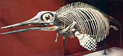 250px-OphthalmosaurusIcenius-NaturalHistoryMuseum-August23-08