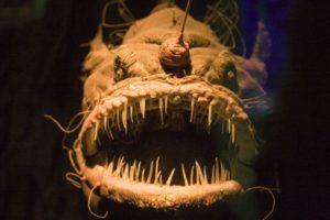 Il diavolo nero degli abissi - Deep-sea anglerfish - Melanocetus
