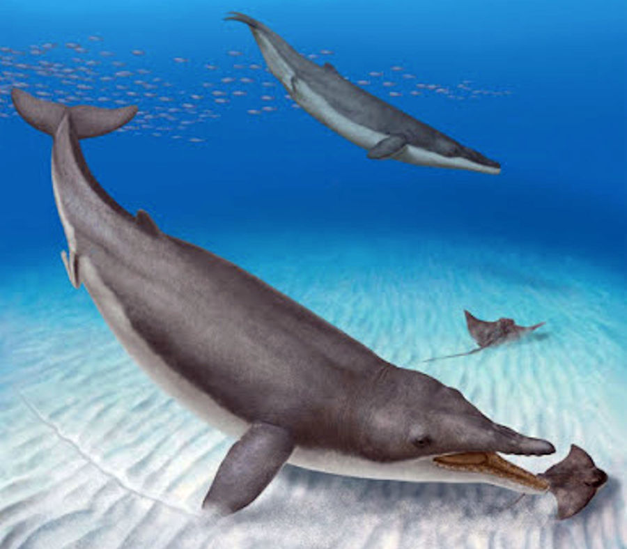 Una Balena Che Vale Tanto Oro Quanto Pesa Eccezionale Scoperta In Peru Del Piu Antico Misticeto Conosciuto Ocean 4 Future
