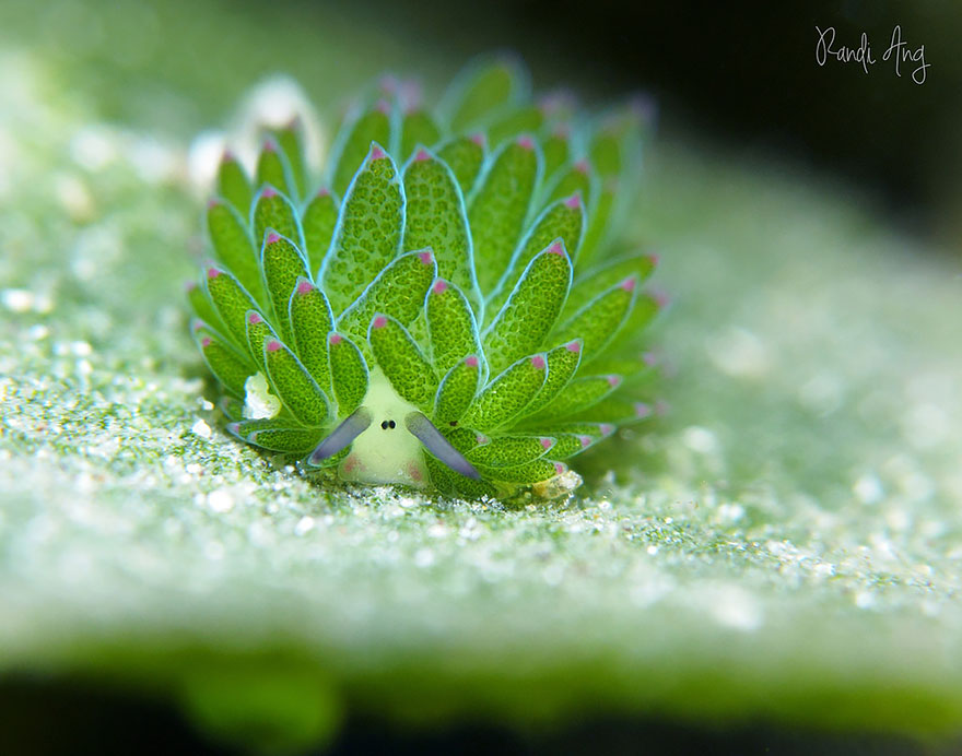 Questa immagine ha l'attributo alt vuoto; il nome del file è leaf-sheep-sea-slug-costasiella-kuroshimae-4.jpg