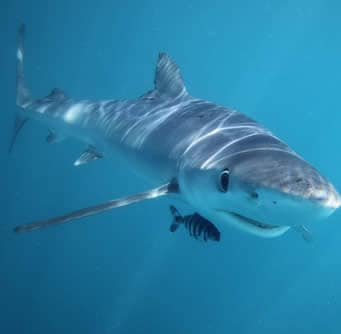 Quale è la situazione delle specie di squali nei mari italiani? • Ocean 4  Future