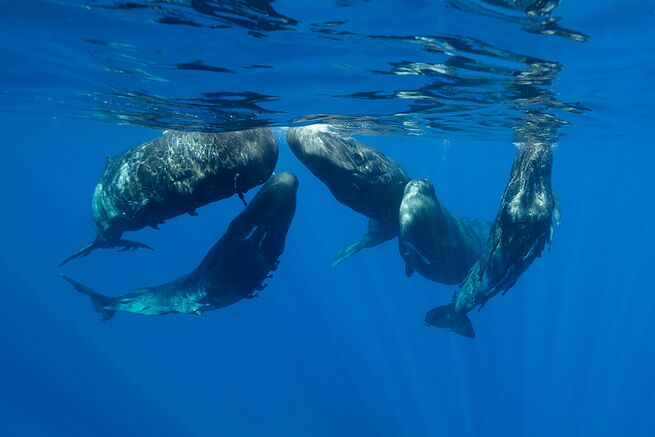 Questa immagine ha l'attributo alt vuoto; il nome del file è indian-ocean-sperm-whales-shutterstock-wildestanimal.jpg
