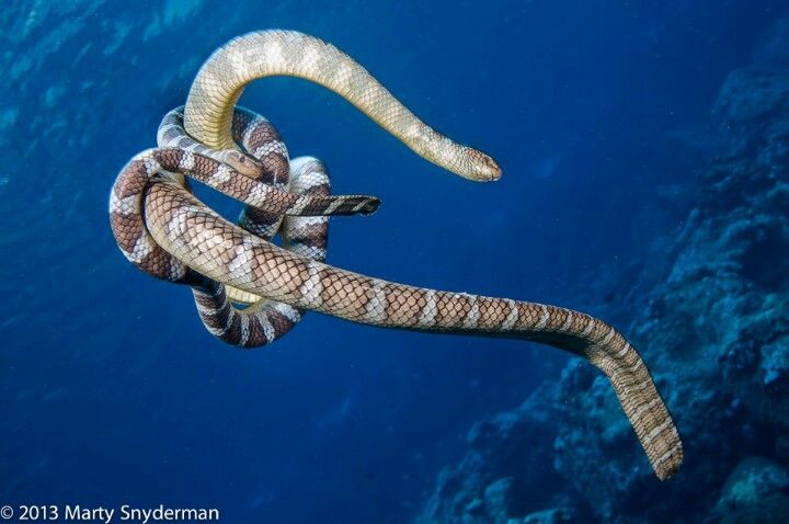 Questa immagine ha l'attributo alt vuoto; il nome del file è sea-snake-mating.jpg
