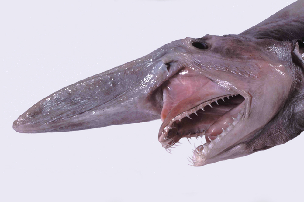 Questa immagine ha l'attributo alt vuoto; il nome del file è Mistukurina_owstoni_museum_victoria-squalo-goblin-wikimedia.jpg