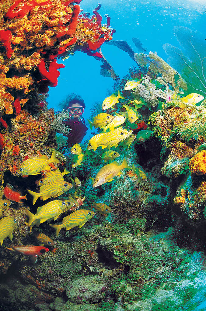 Questa immagine ha l'attributo alt vuoto; il nome del file è florida-keys-scenic-highway-diving-by-floridas-coral-barrier-reef-NARA-FREE.jpg