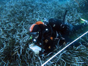 prateria posidonia
