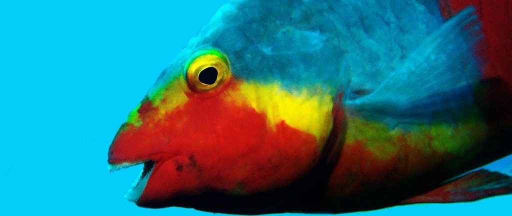 Questa immagine ha l'attributo alt vuoto; il nome del file è cropped-ocean-DSC_8988-1focused-1024x432.jpg