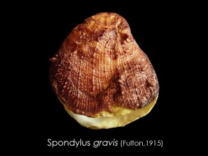 spondilus gravis