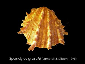 spondilus groschi