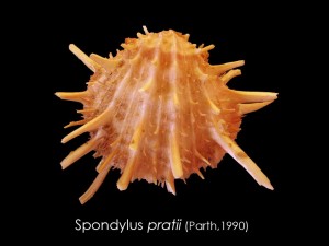 spondilus pratii
