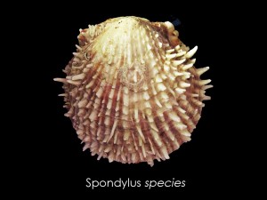 spondlius species