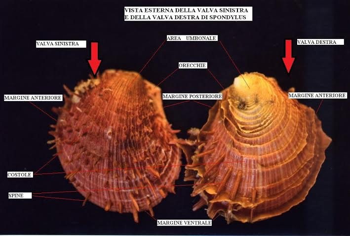 spondylus