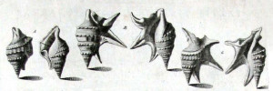Aporrhais pespelecani pespelecani (Linnaeus, 1758)