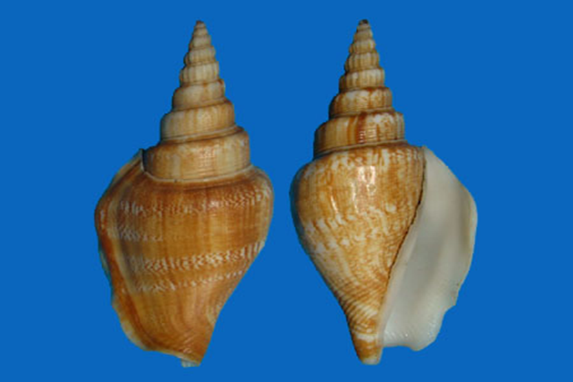 Doxander vittatus vittatus ( Linnaeus,1758). Misura media 60 mm ( Average 60mm)