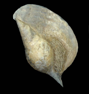 Hippochrenes amplus lavacillensis (De Gregorio, 1894)-Photo courtesy Mr M.Lupato