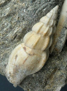 Strombolaria crucis (Bayan,1870)- Photo courtesy Mr M.Lupato