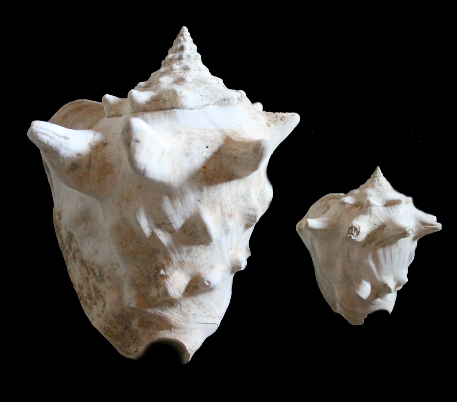 coronatus 152 mm e var. perspinosonana 67 mm Pliocene