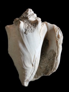 latus Pleistocene Spagna 83 mm