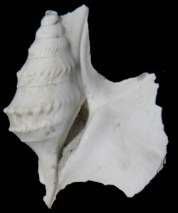 peralata 20, 5 mm