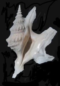 Pespelecani pespelecani Pleistocene 48 mm
