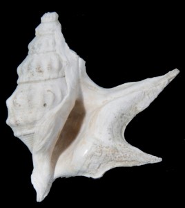 pespelecani pespelecani Pliocene 30 mm