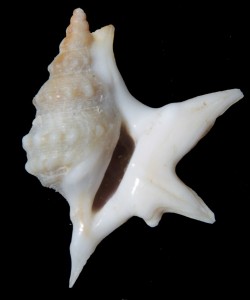 senegalensis 26 mm