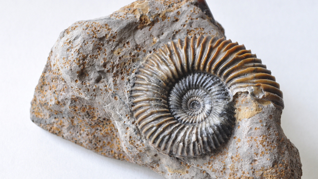 Ammoniti, simbolo della paleontologia - parte prima