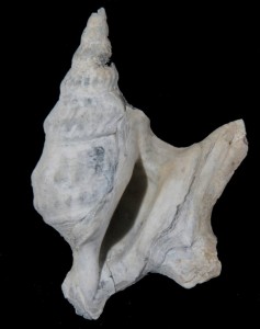 var. bilobata Pleistocene 45 mm