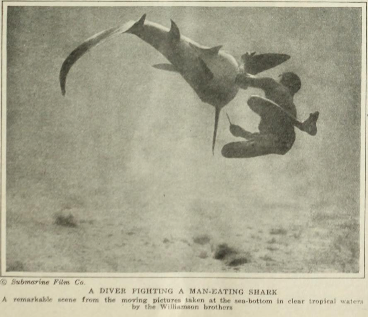 4 - Williamson lotta con lo squalo