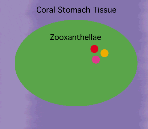 coral02b_480