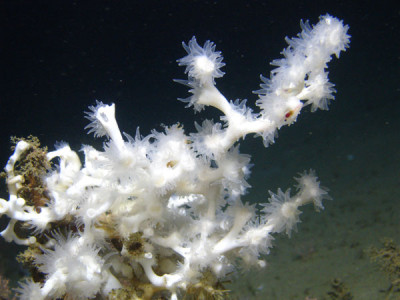 scleractinian_600