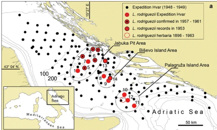 ScreLaminaria Rodriguez study adriatic 1