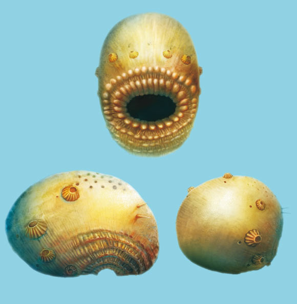 Scoperto il Saccorhytus, il più antico antenato conosciuto • Ocean ...