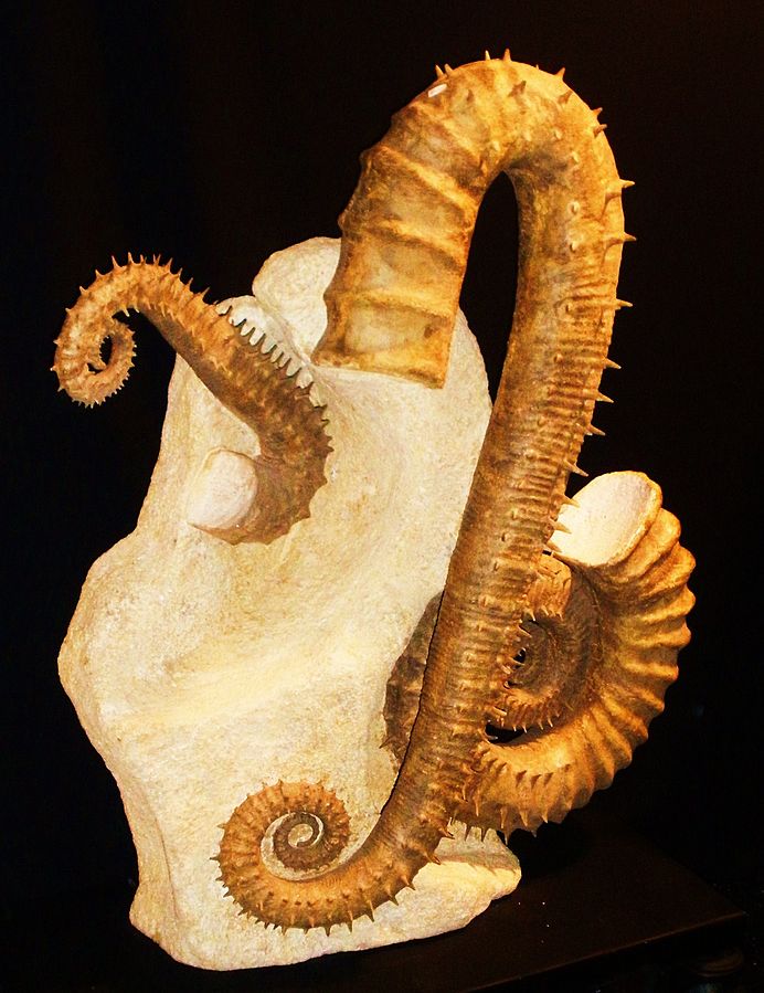 Ammoniti_eteromorfe free wikimedia