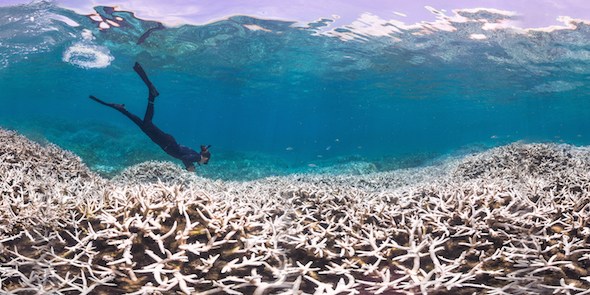 Effetti del Glifosato sull'ambiente acquatico, nuove ricerche aprono nuovi scenari