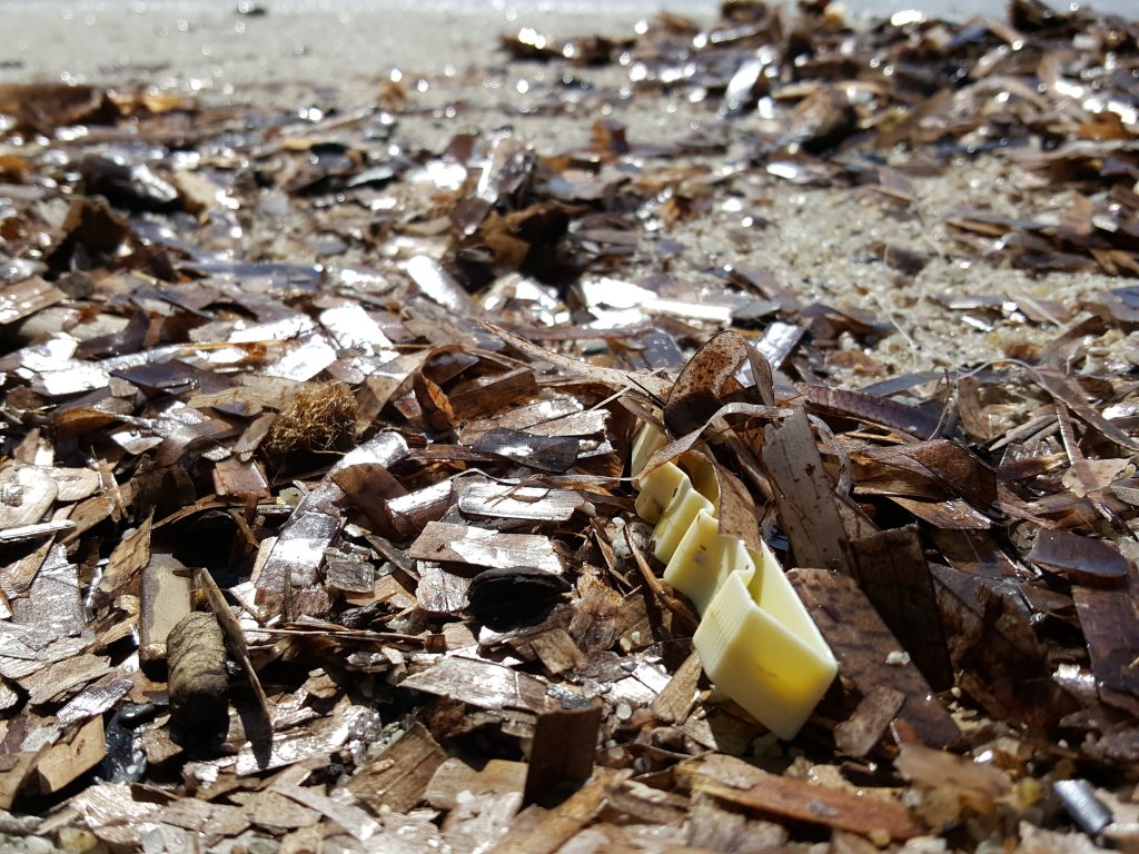 Questa immagine ha l'attributo alt vuoto; il nome del file è plastica-mia-foto-elba-free-1024x768.jpg