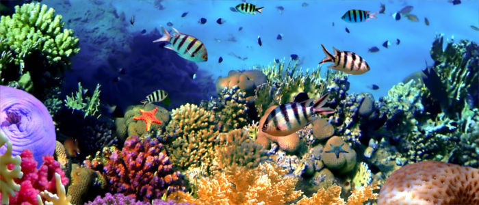 tobago-reef