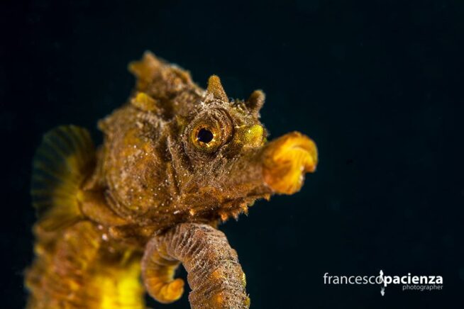 pacienza seahorse