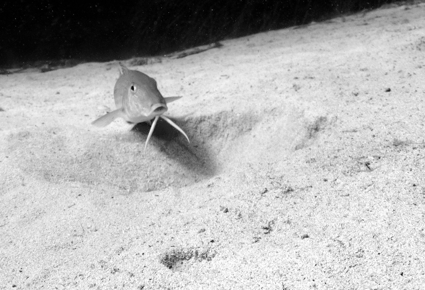 Questa immagine ha l'attributo alt vuoto; il nome del file è DSC_8300-1triglia-bn.jpg